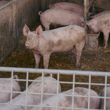 45 GV Schweine (ca. 380 - 400 Mastschweinepltze)