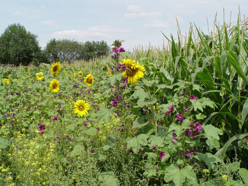 / © FAchverband Biogas e.V.